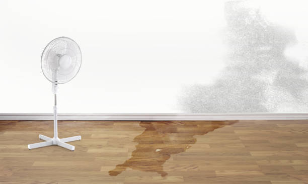 Best Carpet water damage restoration  in Waianae, HI