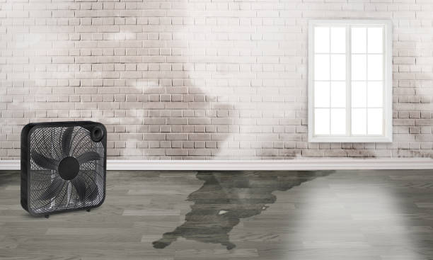 Best Local water damage restoration  in Waianae, HI